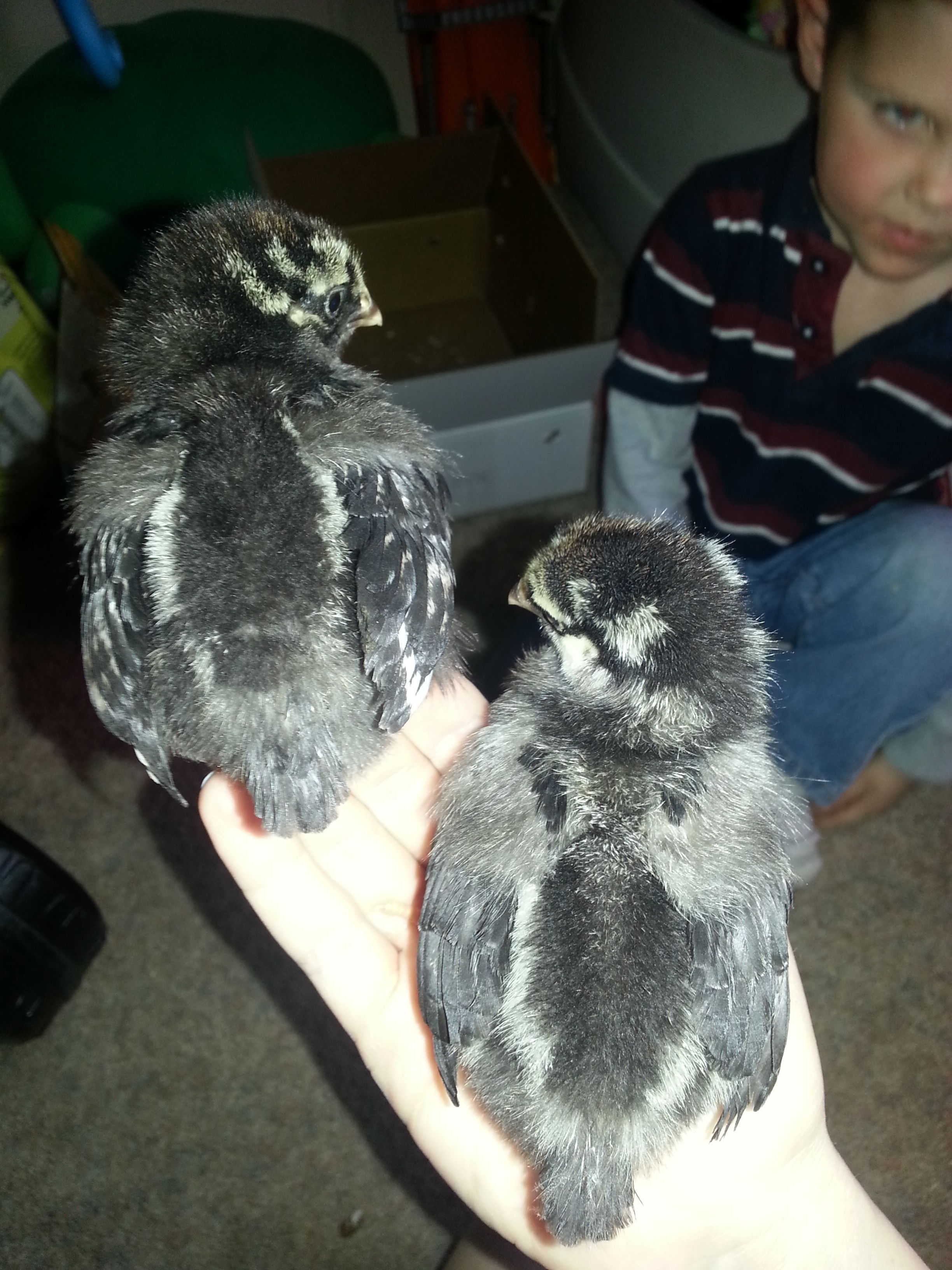 About a week old.