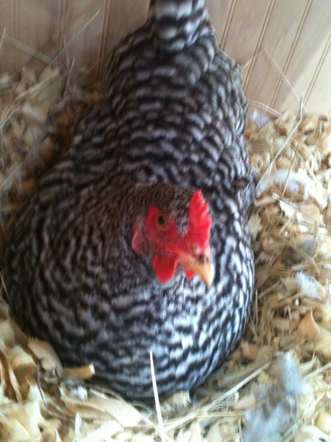 About to lay her mama an egg.  This is Chicken Little, our first to lay.