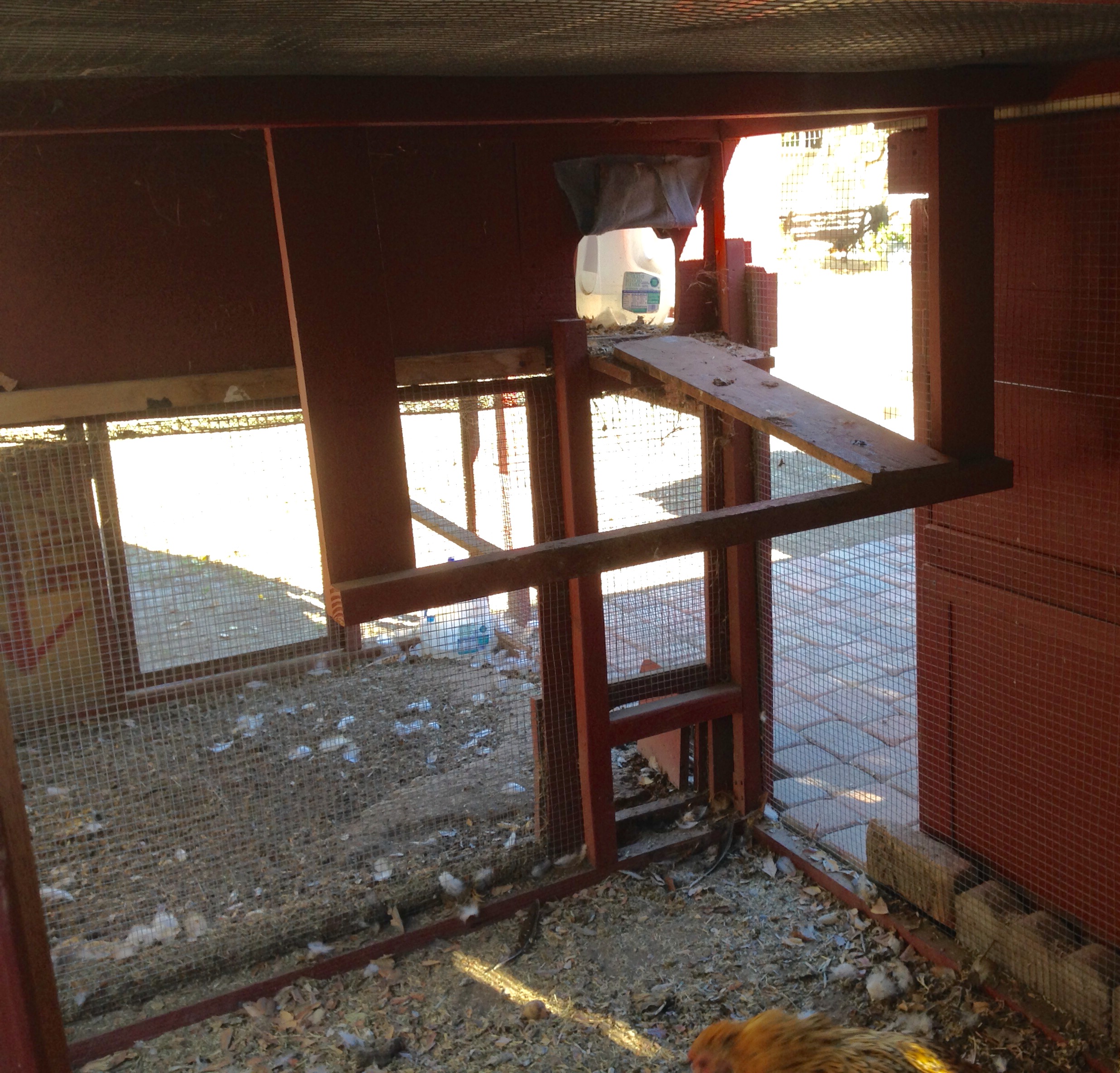 Access from fully enclosed run to the 4x4 coop. The hens fly up to the roost which is at about 33" high, then walk up the little ramp.