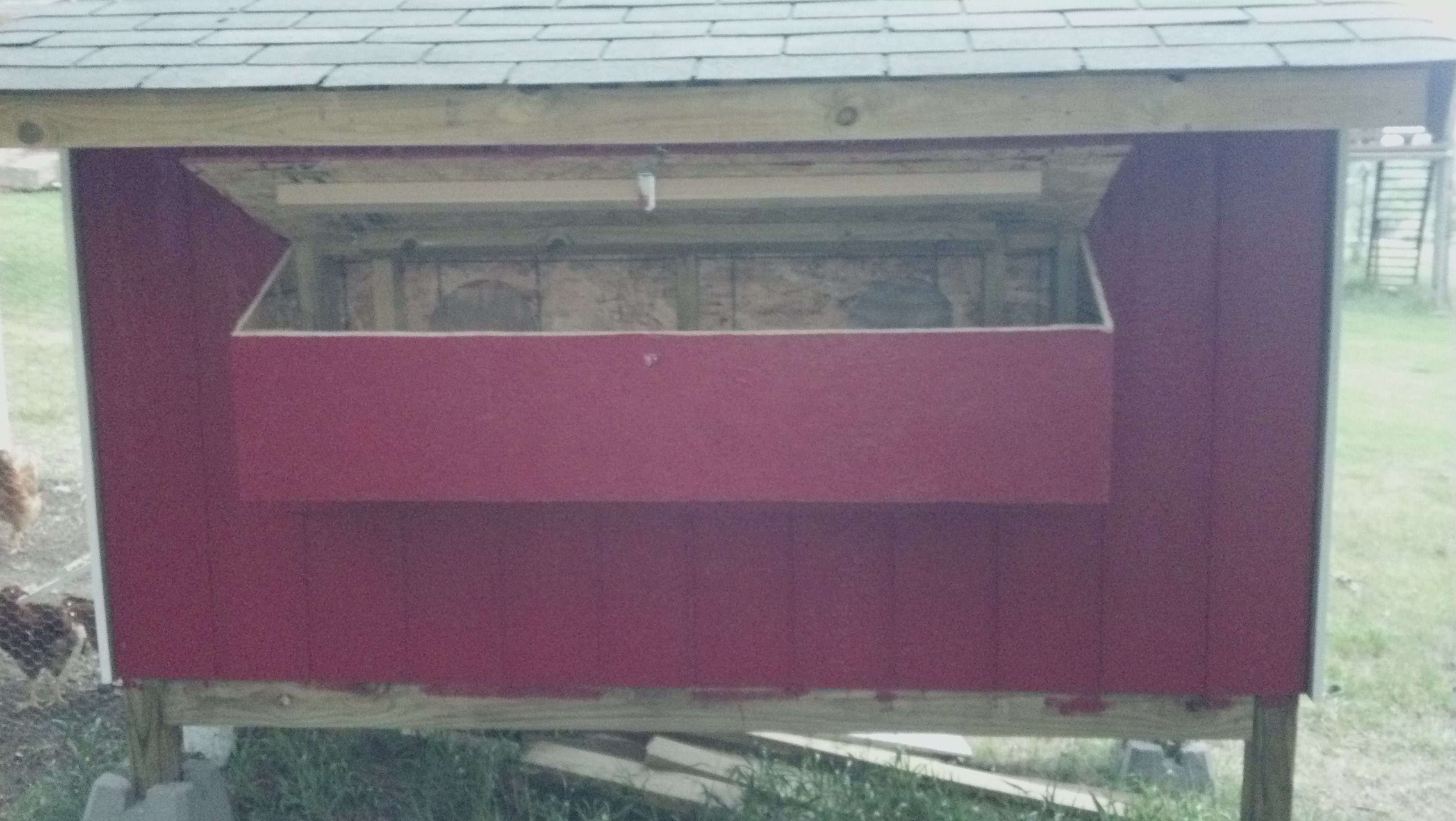 access to the community laying box. holes are closed off until chickens get older