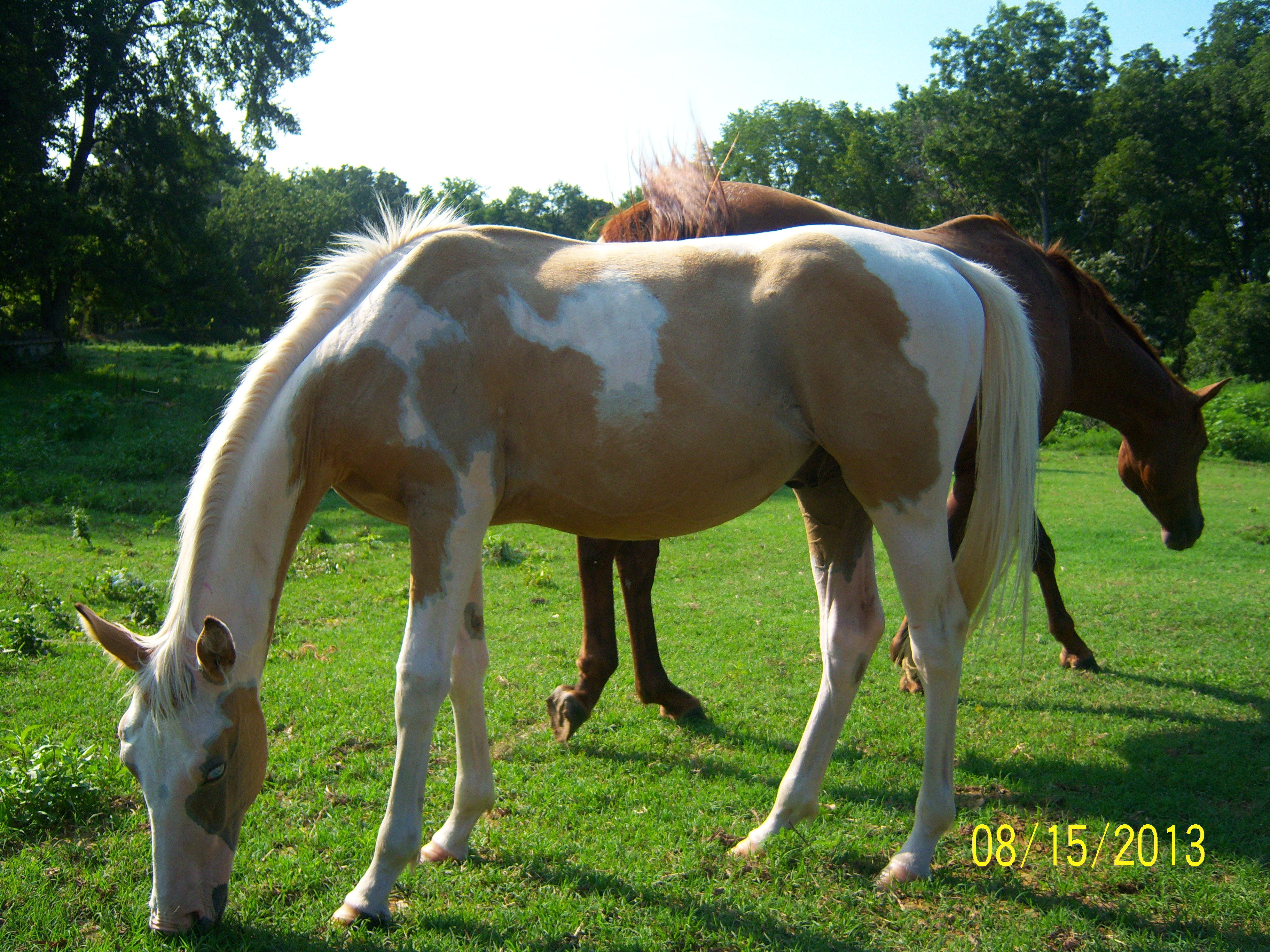 Ace (Pinto yearling stud colt)