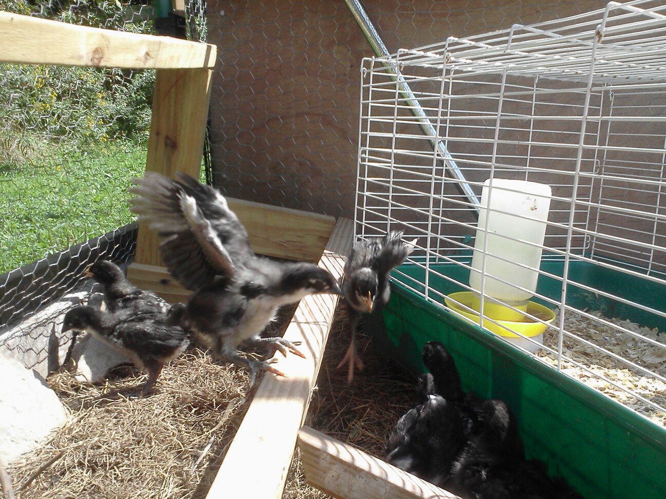 Action shot of my newest additions