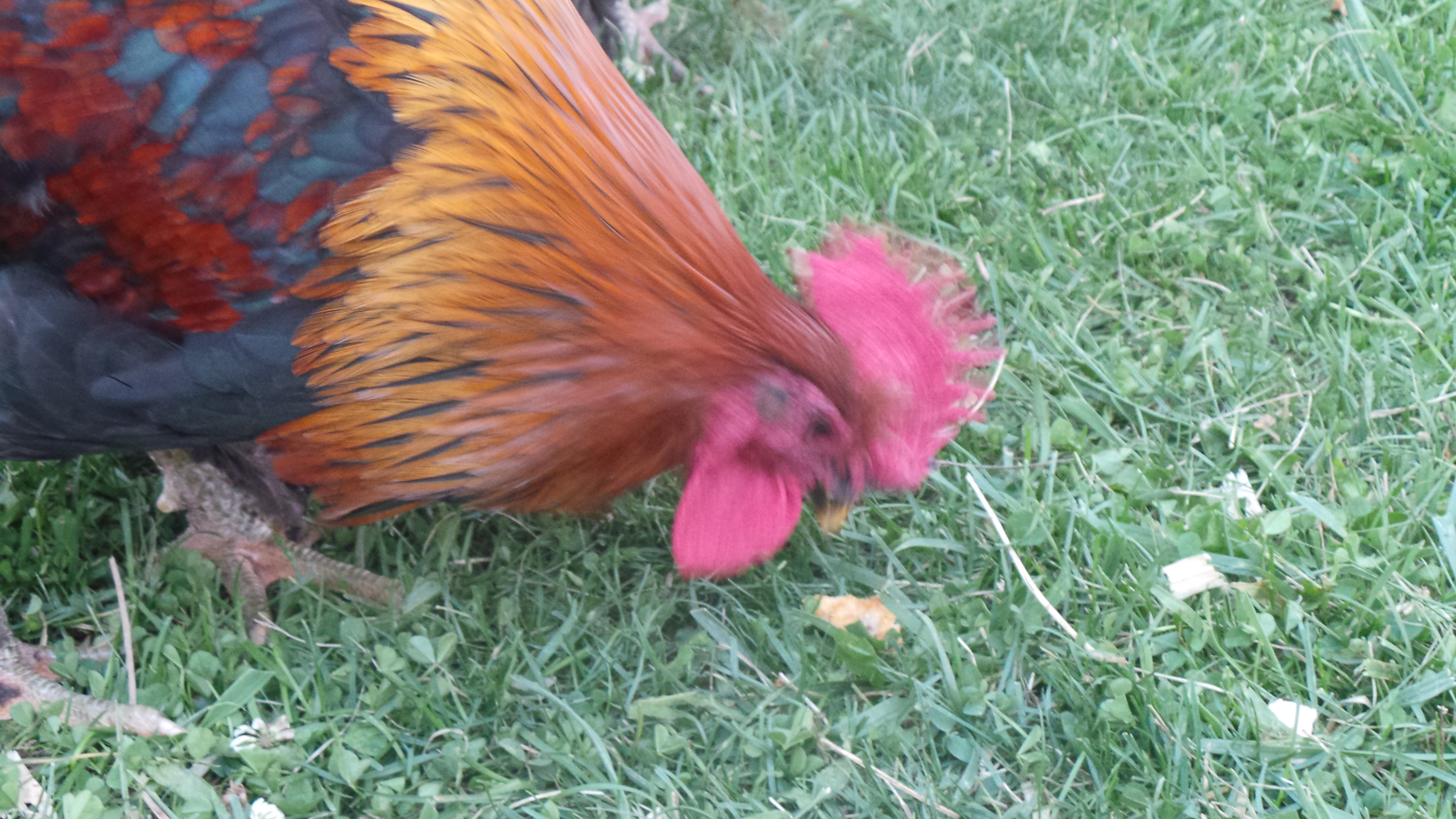 Action shot of my rooster Chocolate.