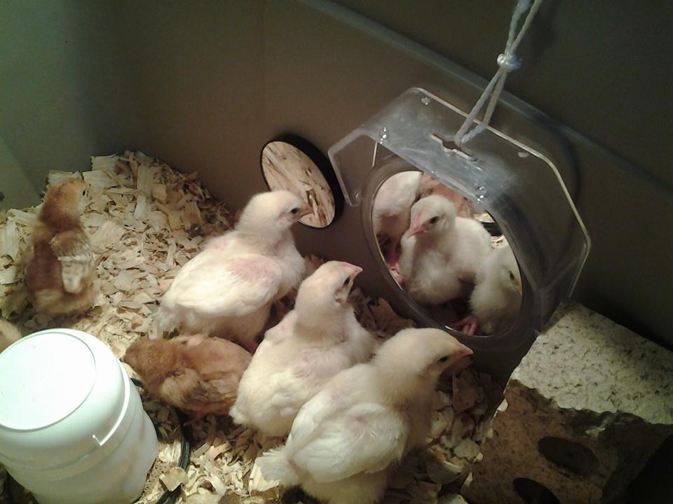 Add mirrors to the brooder and the babies are loving it.