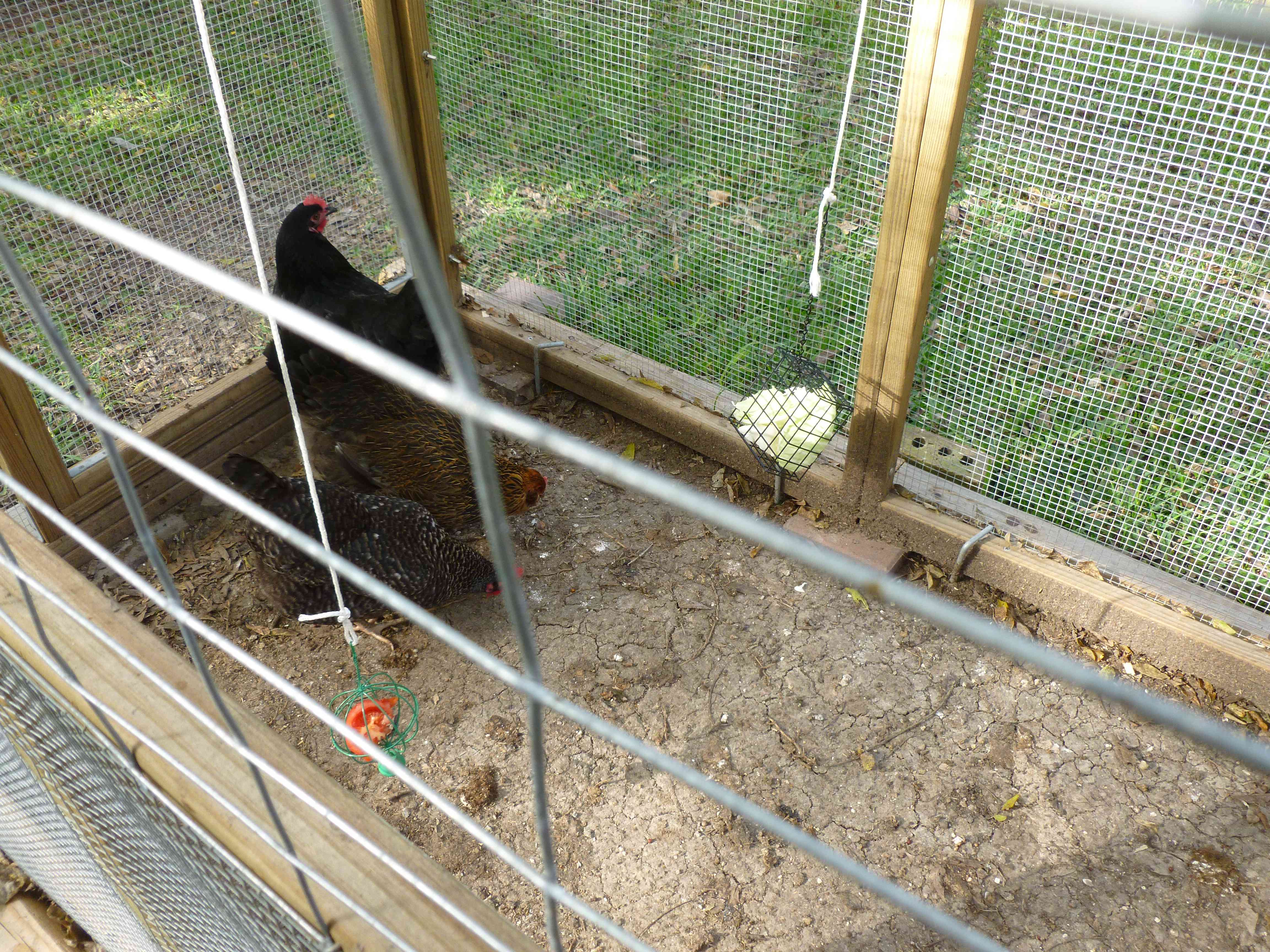 Added a couple of hanging treat holders (one round on the left, the other a rectangular cage on the right). The girls took to the round one holding a tomato right away. The other has cabbage in it and isn't as popular.