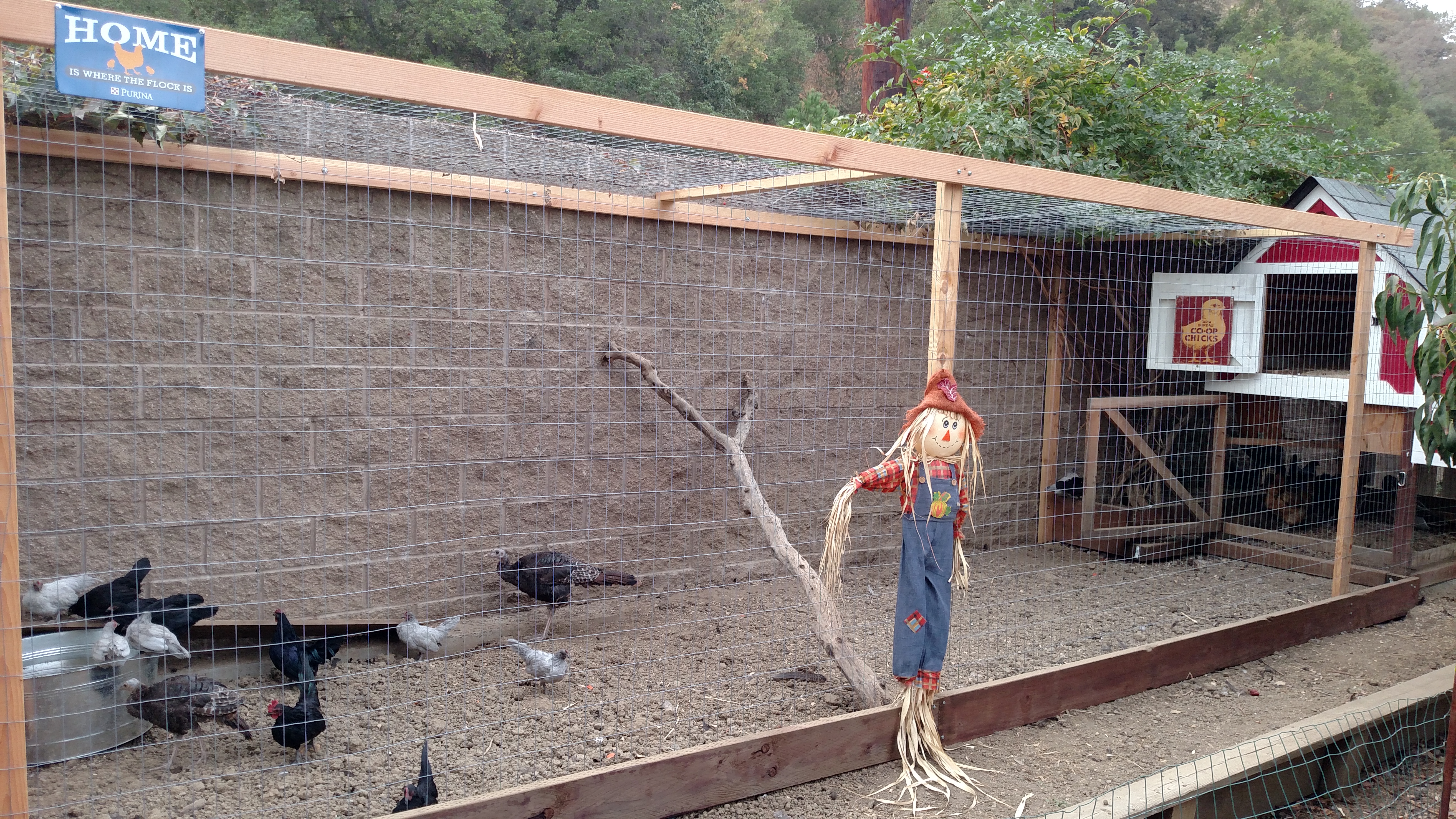 Added a decent sized run to my coop.. necessary due to the Crazy Turkeys I added to my flock this year!