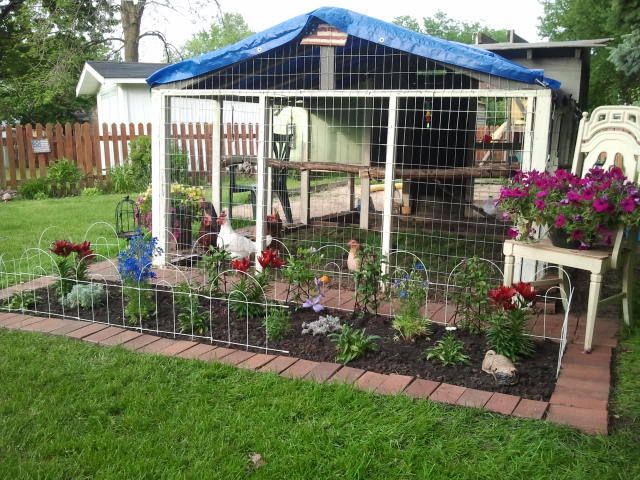 Added a garden to the run with clematis vines for afternoon shade