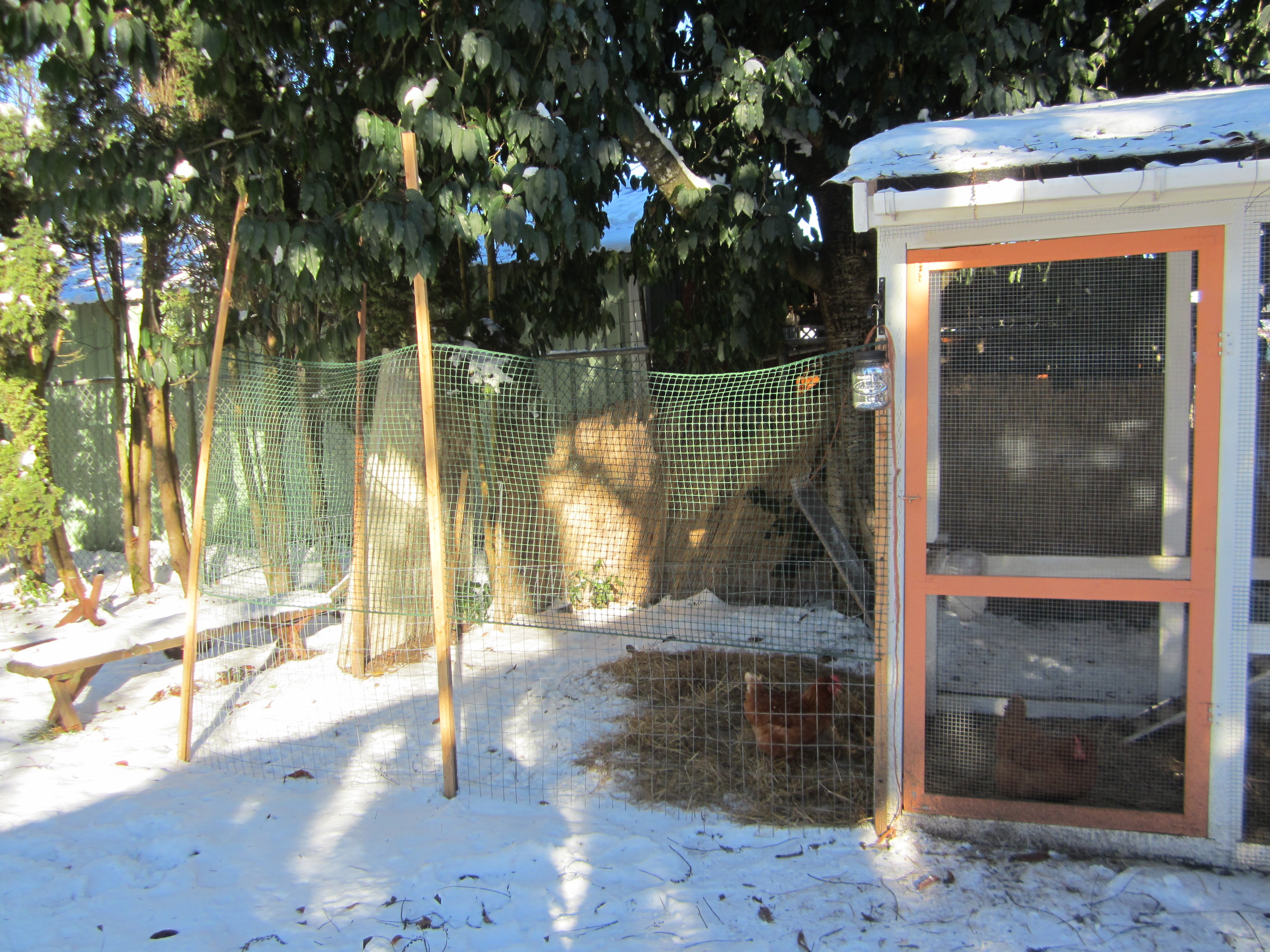 Added green plastic fencing to help keep chickens in the run, I would like to avoid the hassle of clipping wings, plus I'd rather they be able to get away from predators as much as possible...