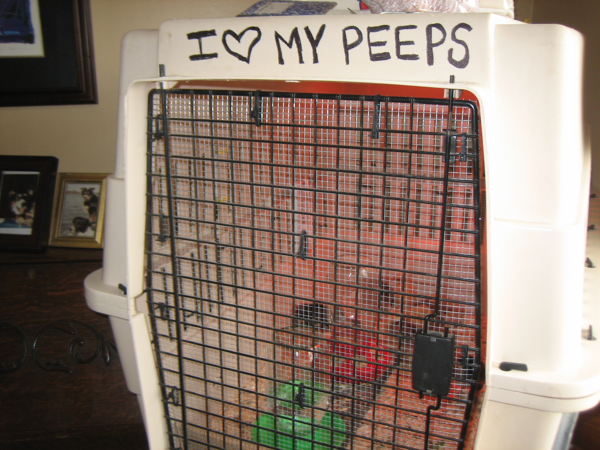 Added hardware cloth to make it pet "predator" proof.