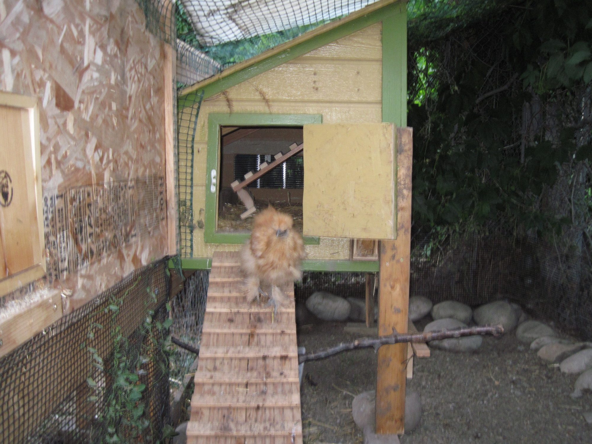 added my old coop to the bantams run so they had their own.