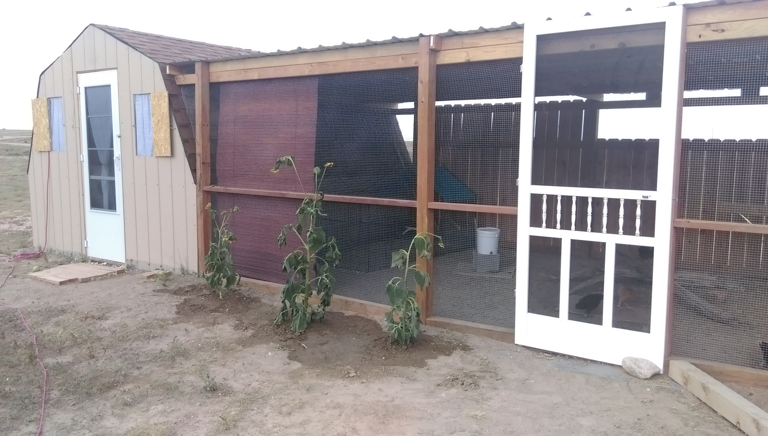 Added some wild sunflowers for future shade