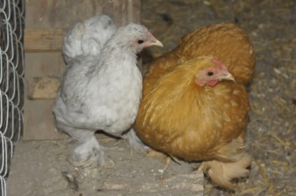 Added to our flock on Sept 14th. "Sprinkles", a blue splash bantam cochin, and "Cupcake" a red/buff bantam cochin.
