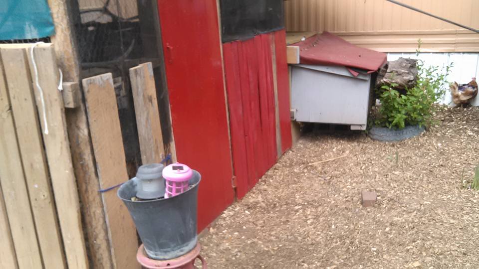 adding boards around coop and painting it all red.