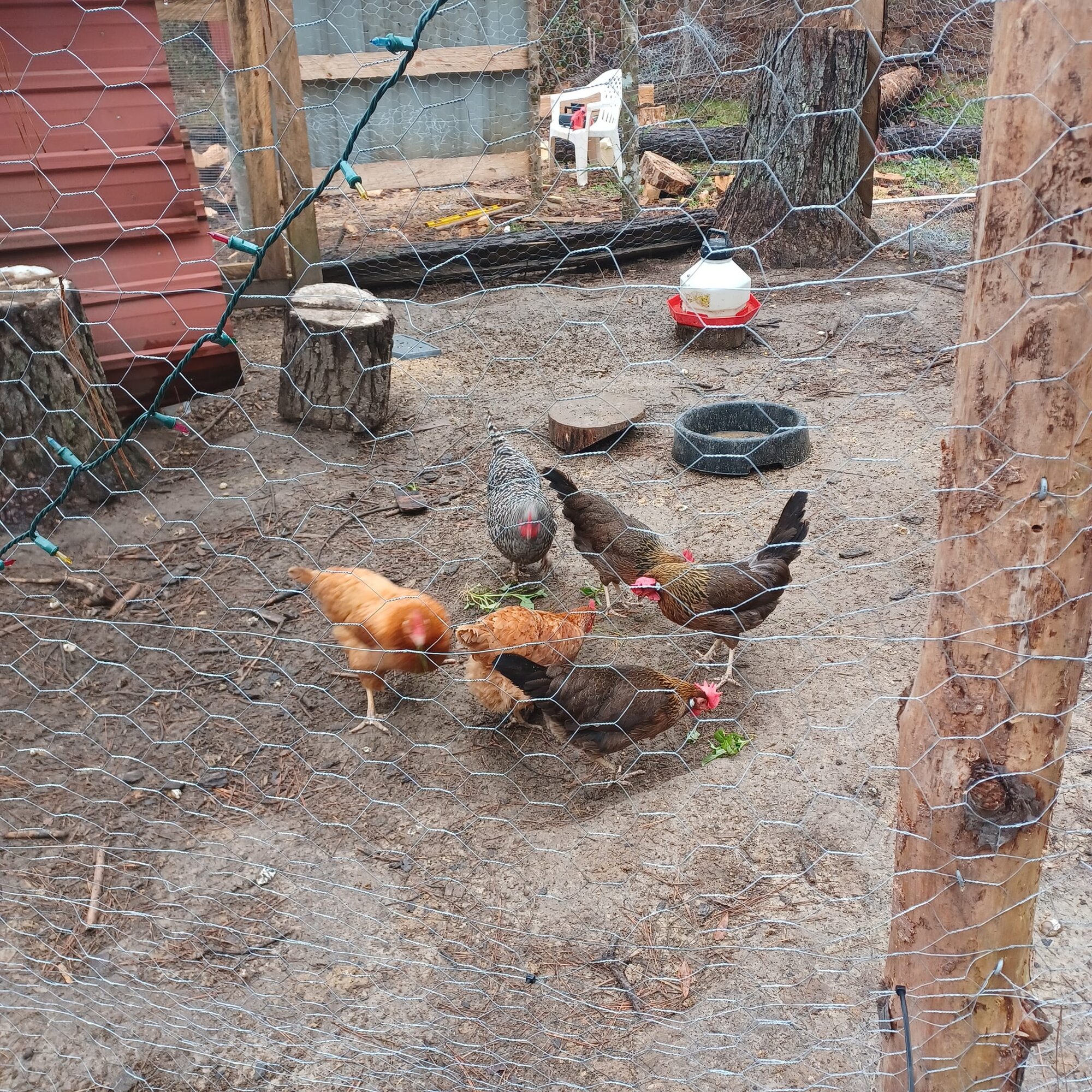 Adding new coop