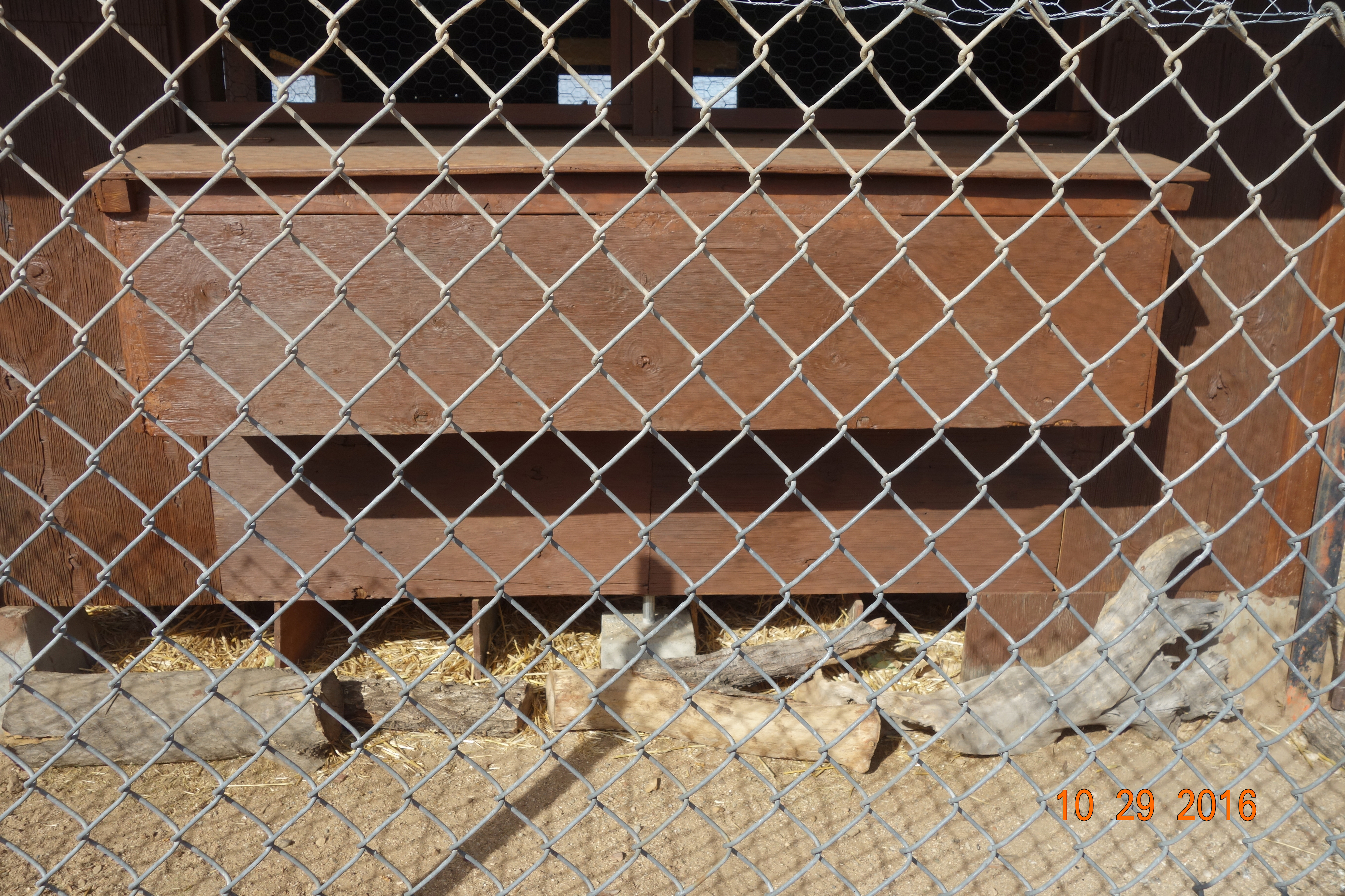 Additional nest boxes are available all around the outer edges of the crawl space of the coop.
