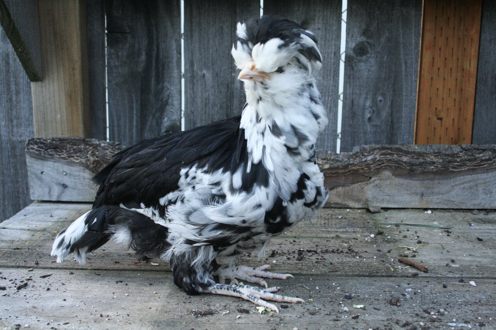 Adelaide, Mottled Houdan