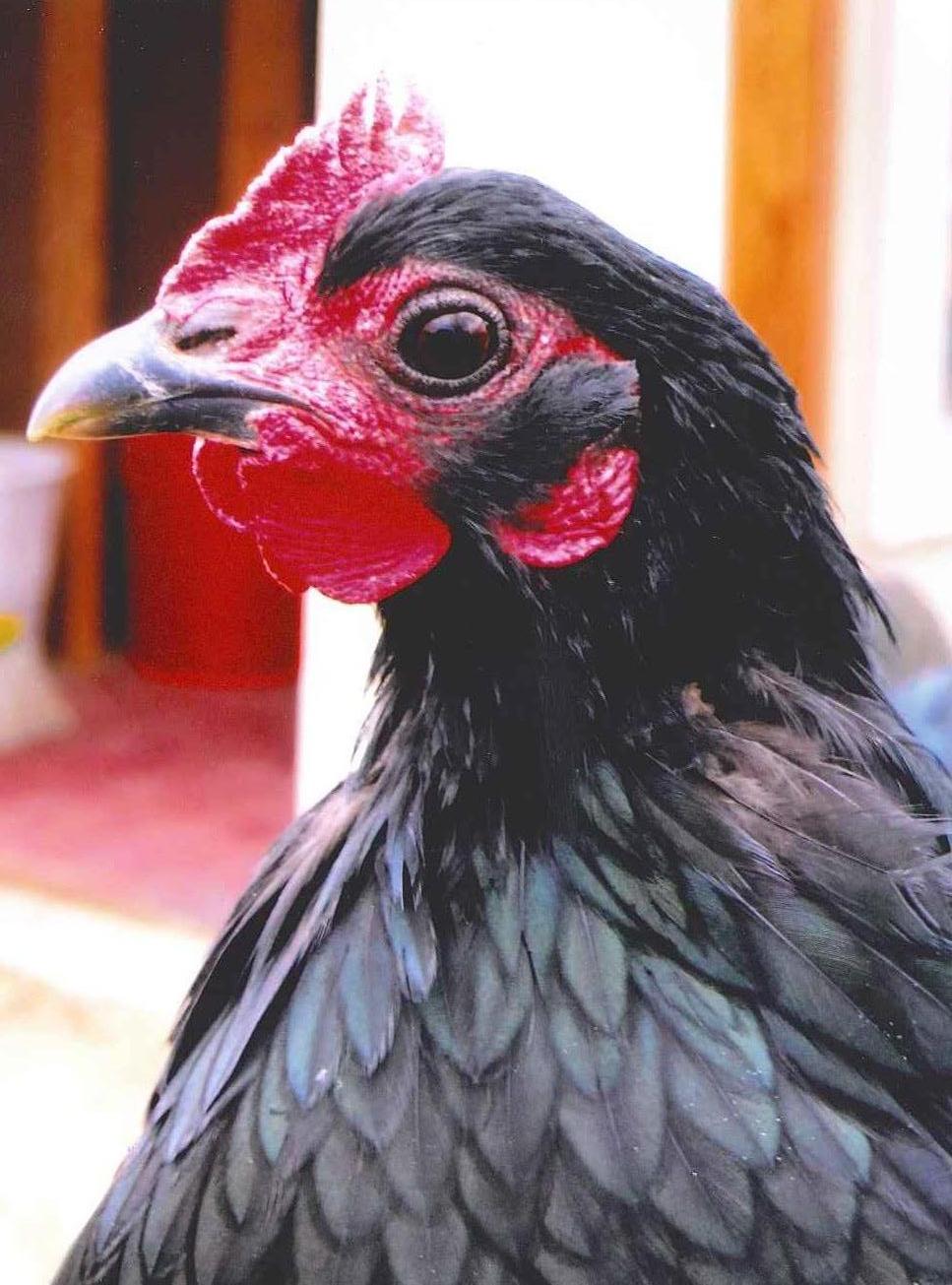 Adelaide - our runt of an Australorp. This is the one that had Wry Neck as a chick.