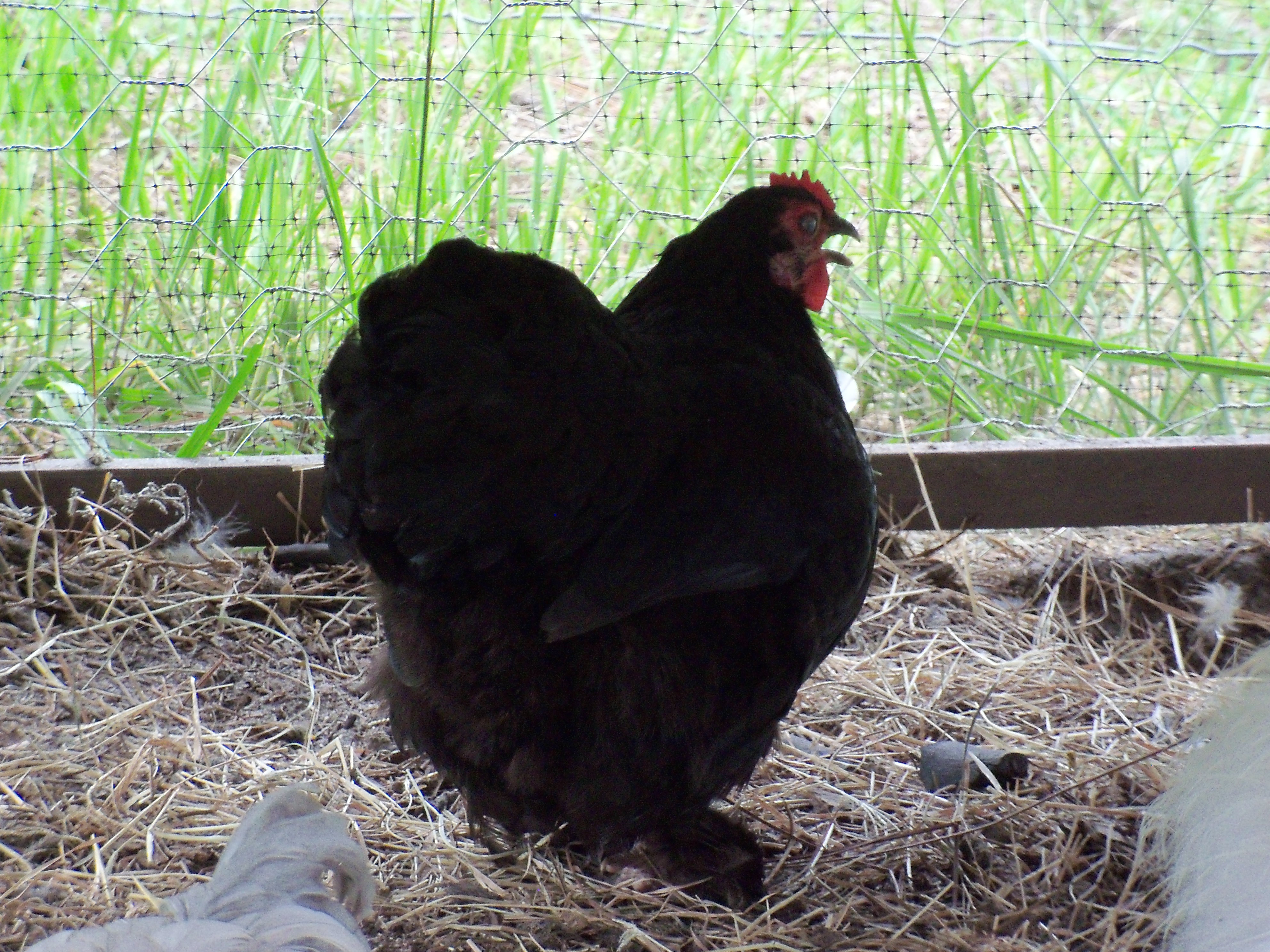 Adonis - or, Addie Girl as I call her