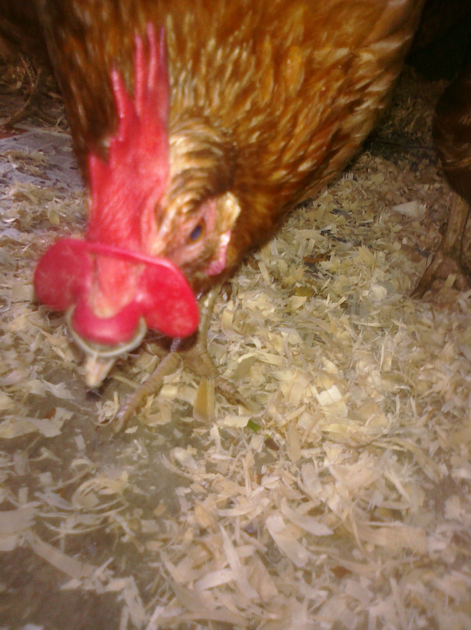 adopted hen, debeaked & peepers on. would love to remove them but need the know how still.