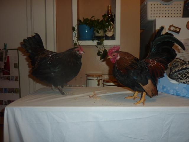 ADOPTED
Rootbeer and Puffy