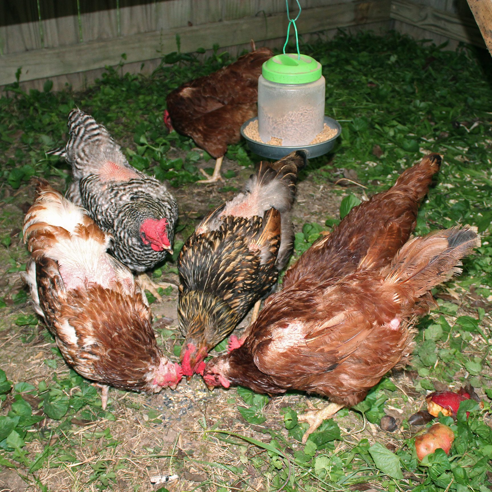 Adopted September 5 - re-homed because rooster was 'abusing' them :( No roos in this coop :)
(left to right) Betty the Faverolle, Dorothy the Barred Rock, Sheda the RIR (in back), Lacey the Golden Laced Wyandotte, Anna the RIR, and Cincinatti the Buckeye!

Can't wait for their feathers to grow back and see them in all their glory :)
