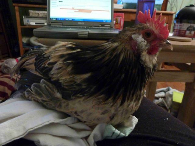 ADOPTED
"Speckles"
