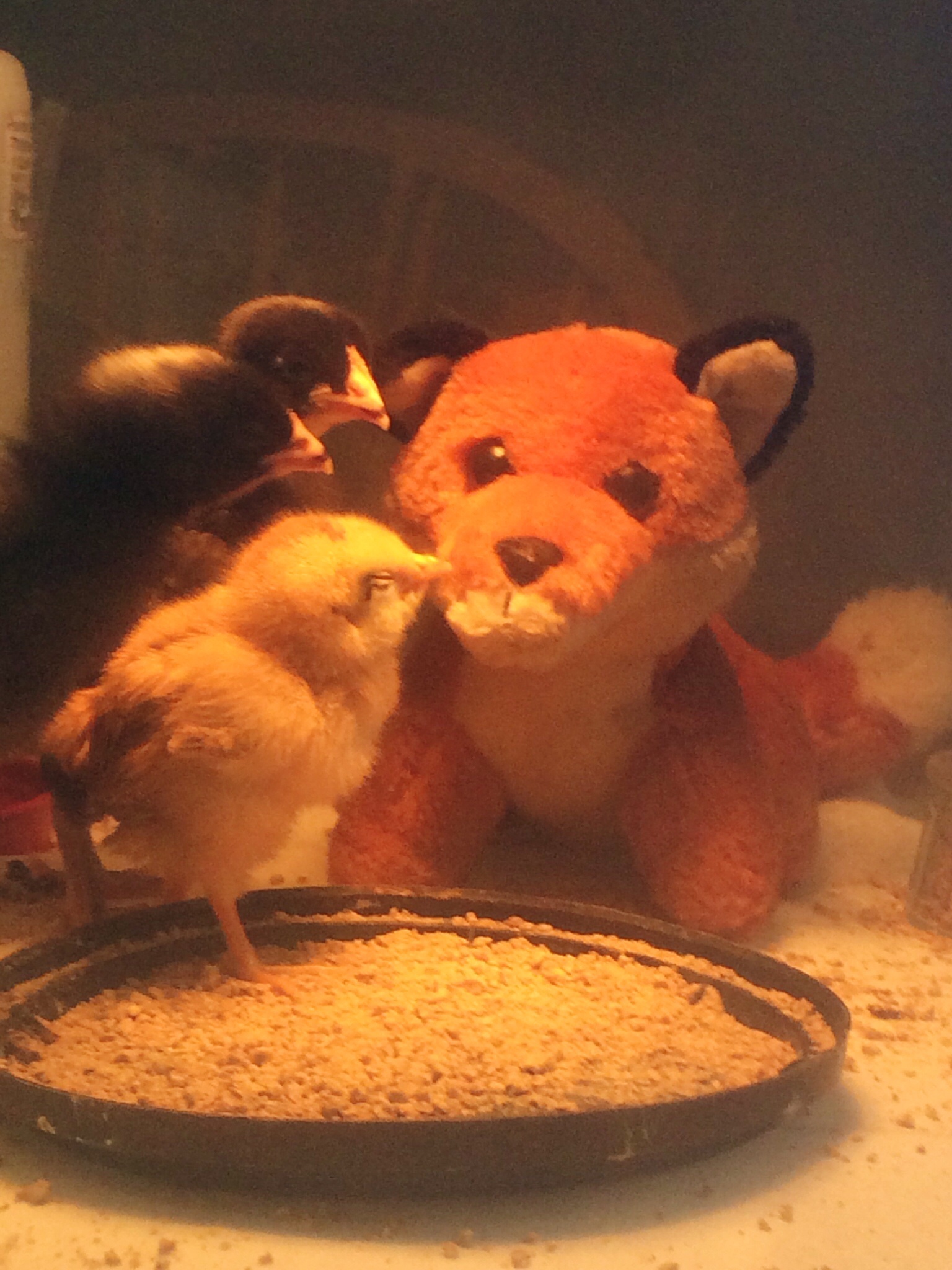 Adoptive siblings join the new Mom and the little chick