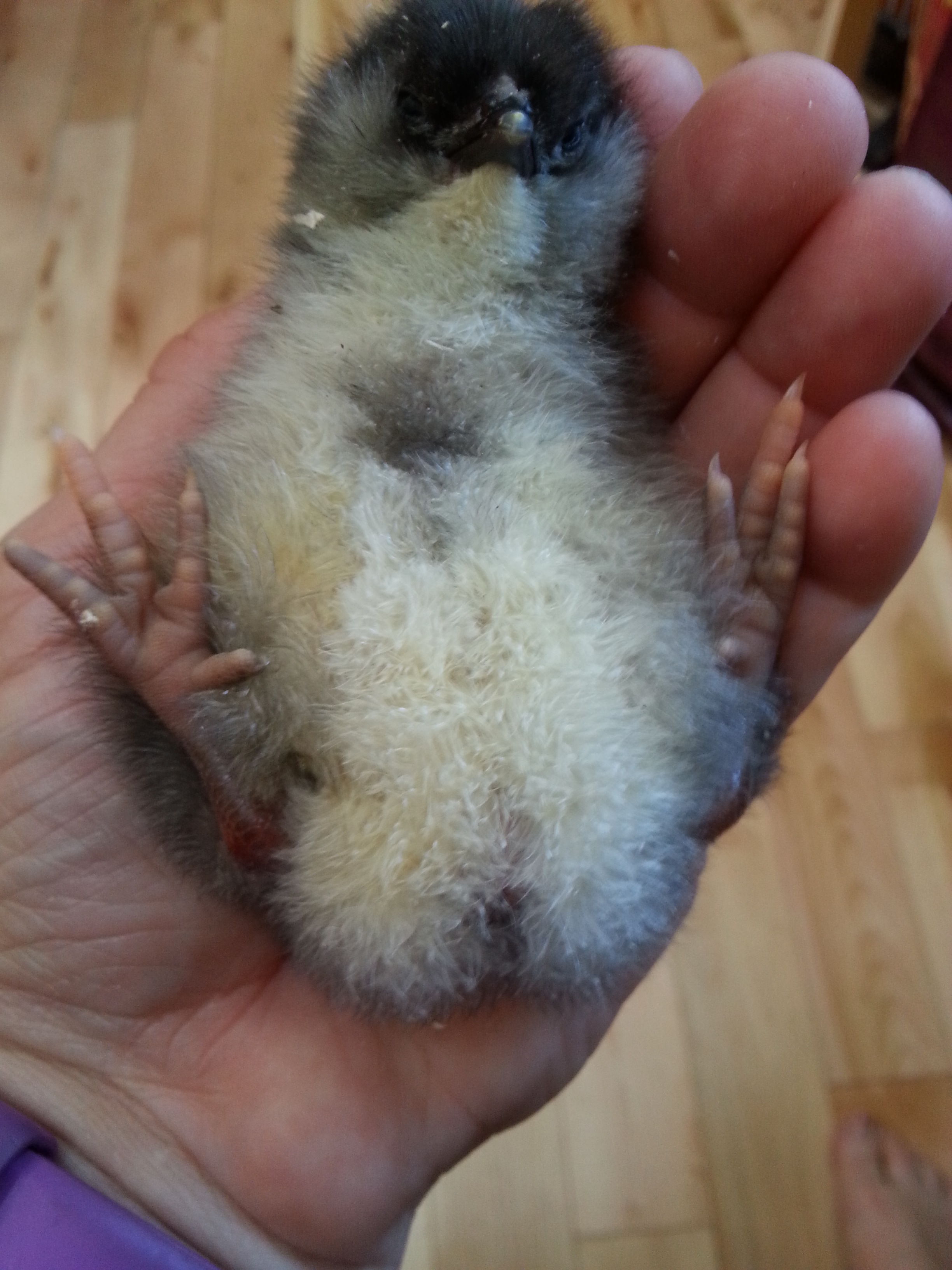 Adorable EE with major splay leg :(
