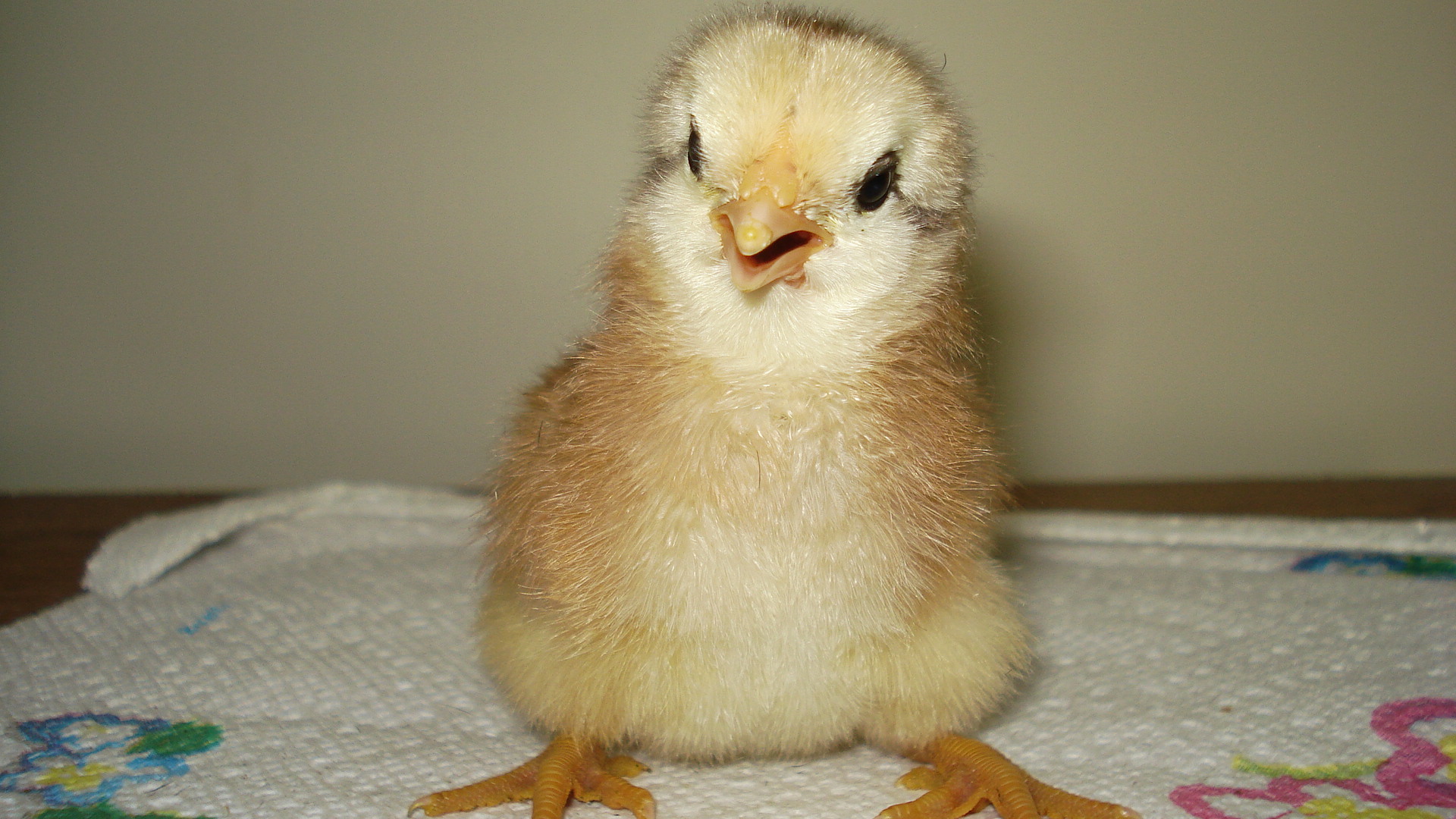 Adorable picture :D
