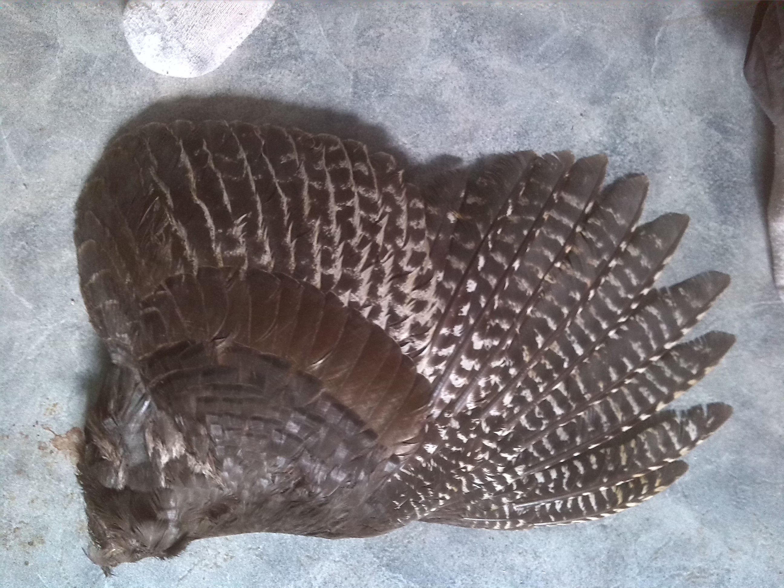 Adult female Bronze turkey
