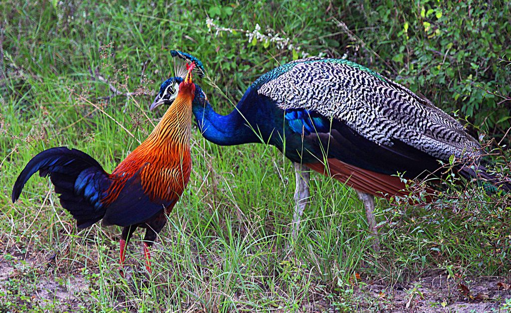 Adult male Ceylon jungle fowl allogroomed an adult male Sri Lankian  peafowl (pavo cristatus singhalensis).
 
Allogrooming is for removal of annoying ticks which are everywhere in Sri Lanka.