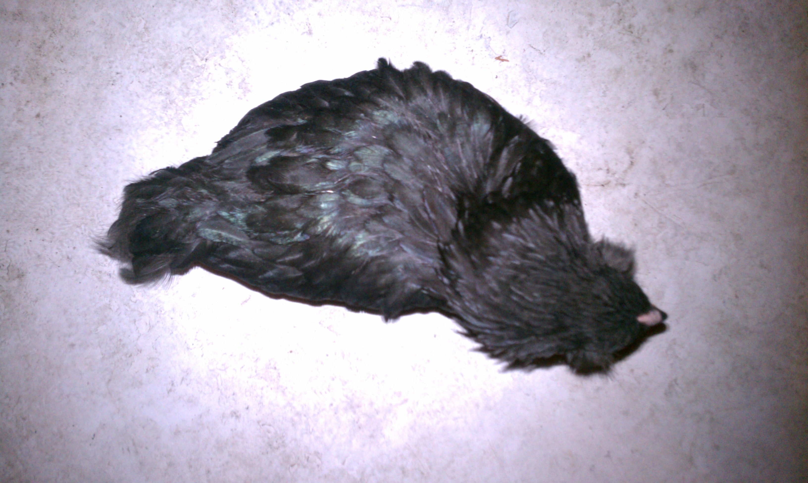 Aerial view on Rockhopper