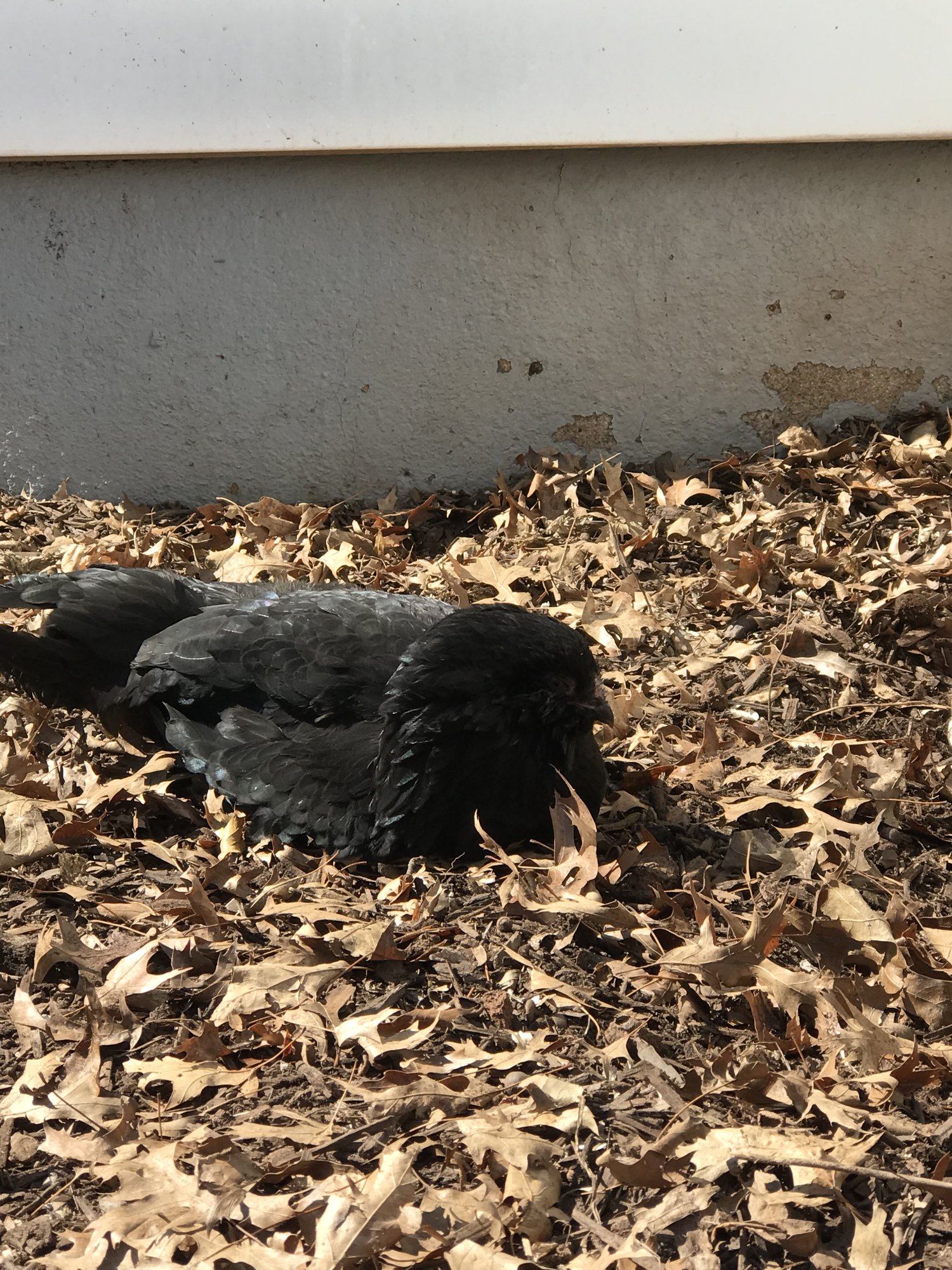 AF9FC983-876F-43ED-9E3A-E71D0AB9722D