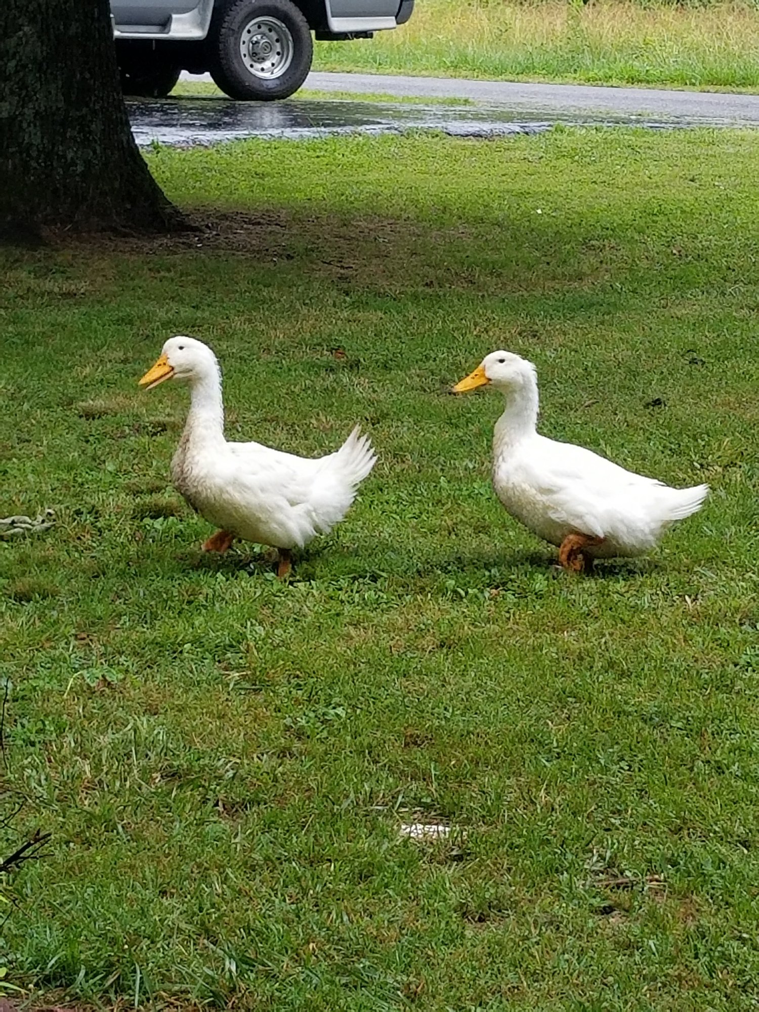 Aflac and Daisy