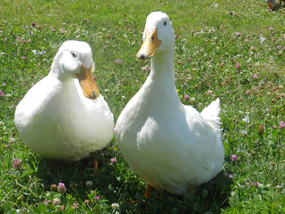 Aflac and Kelso