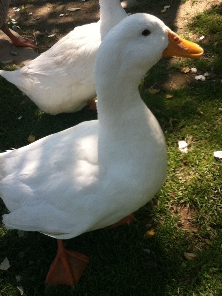 Aflac with his girlfriend Kelso in the background.