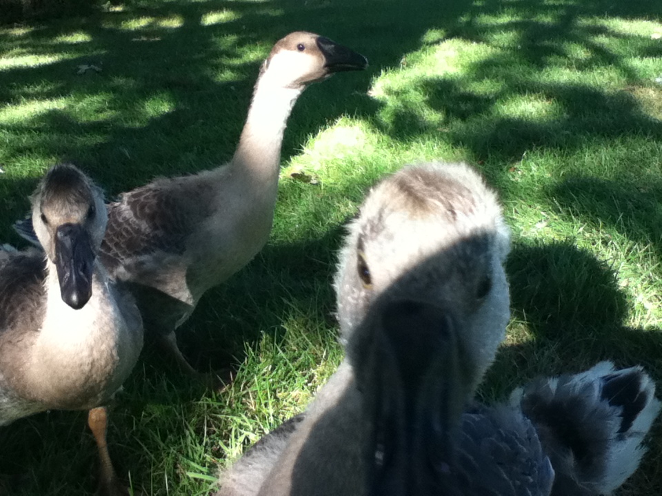 African Geese age 7 weeks.