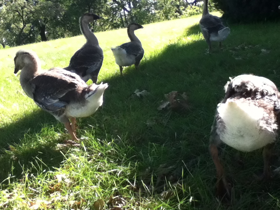 African Geese age 7 weeks.