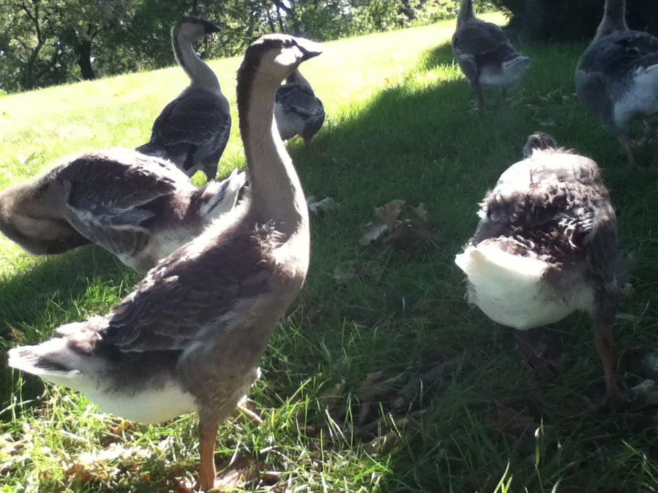 African Geese age 7 weeks.