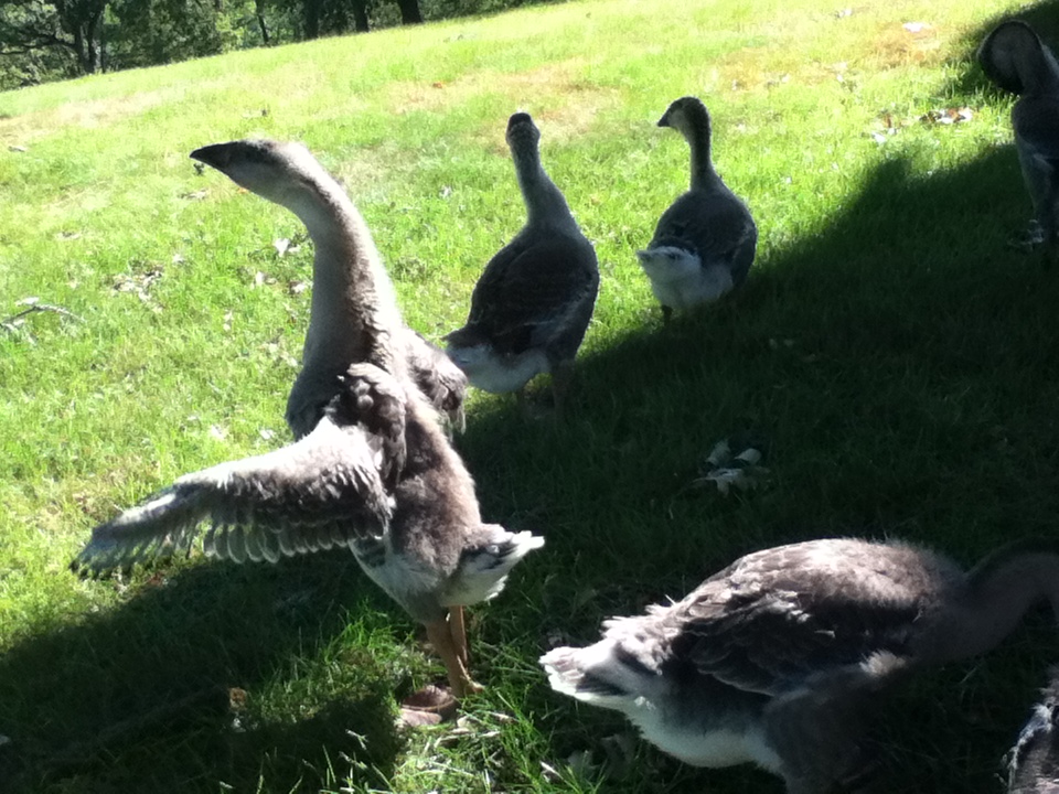 African Geese age 7 weeks.