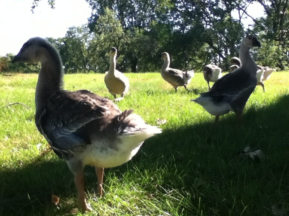 African Geese age 7 weeks.