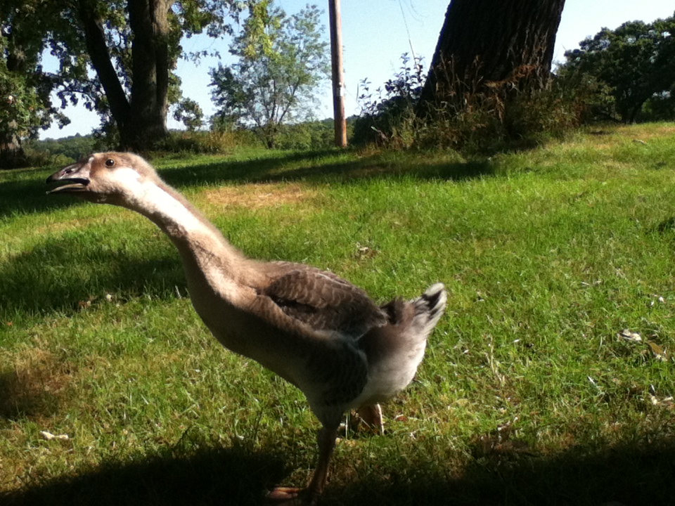 African Geese age 7 weeks.