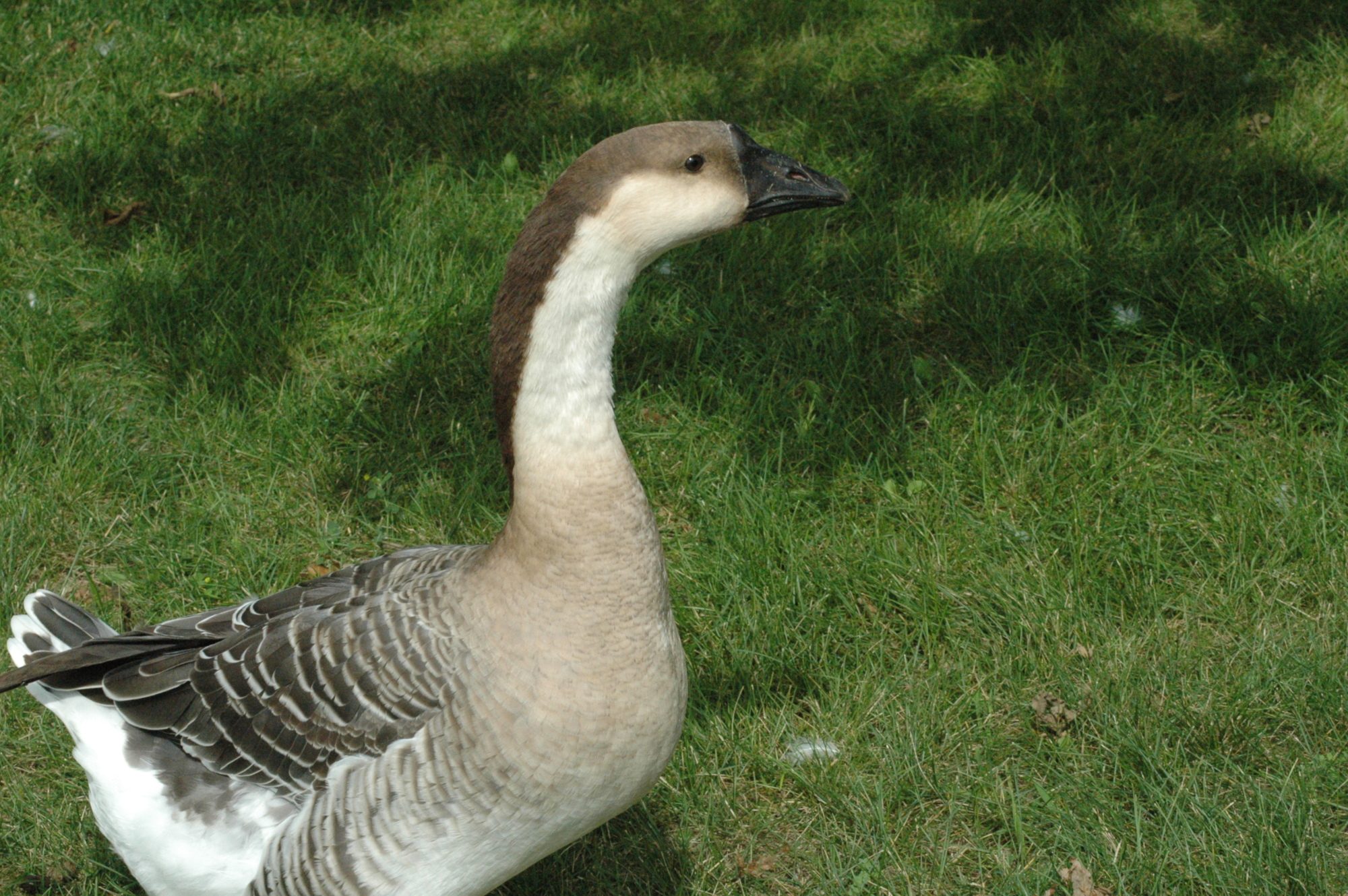 African Goose Carrie