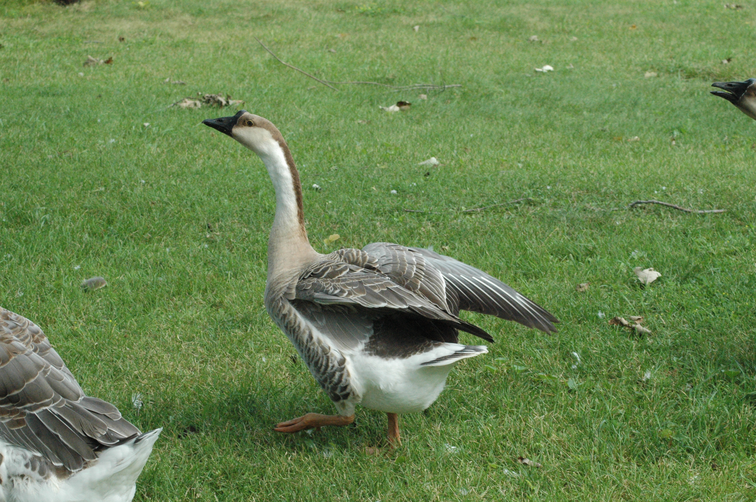 African Goose, Luna