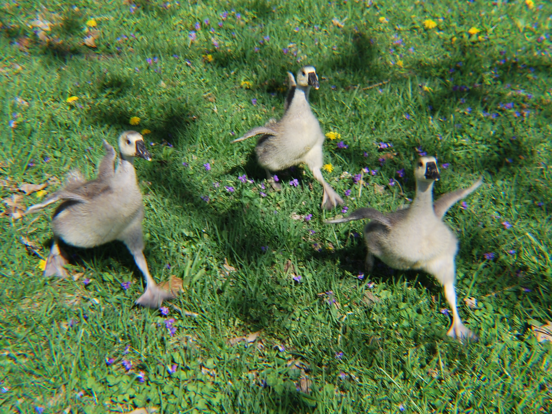 African goslings