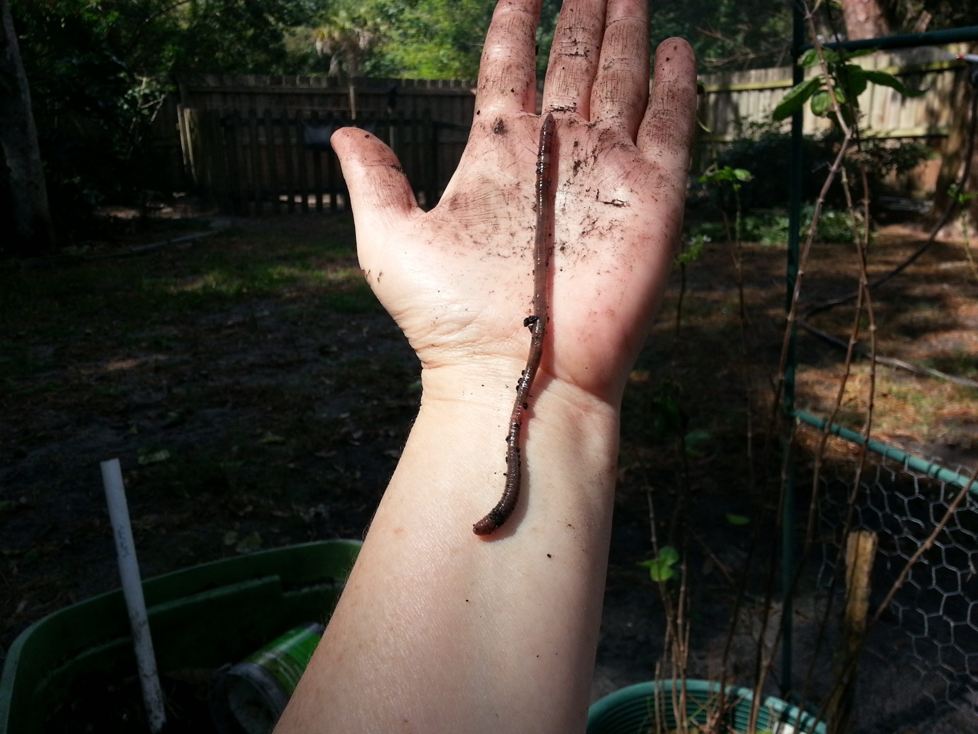 African nightcrawler found in my self-watering planter.