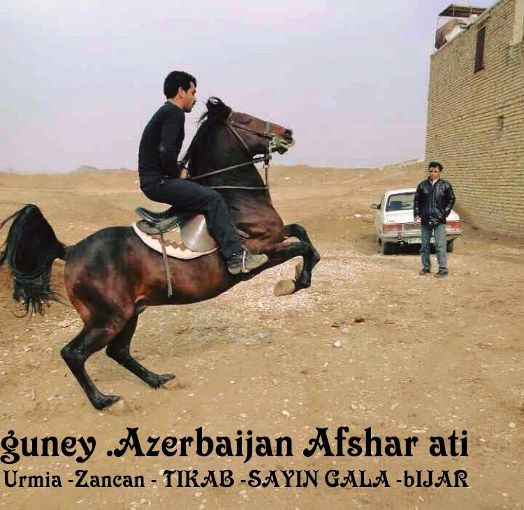 Afshar horse 
Azerbaijan Horse