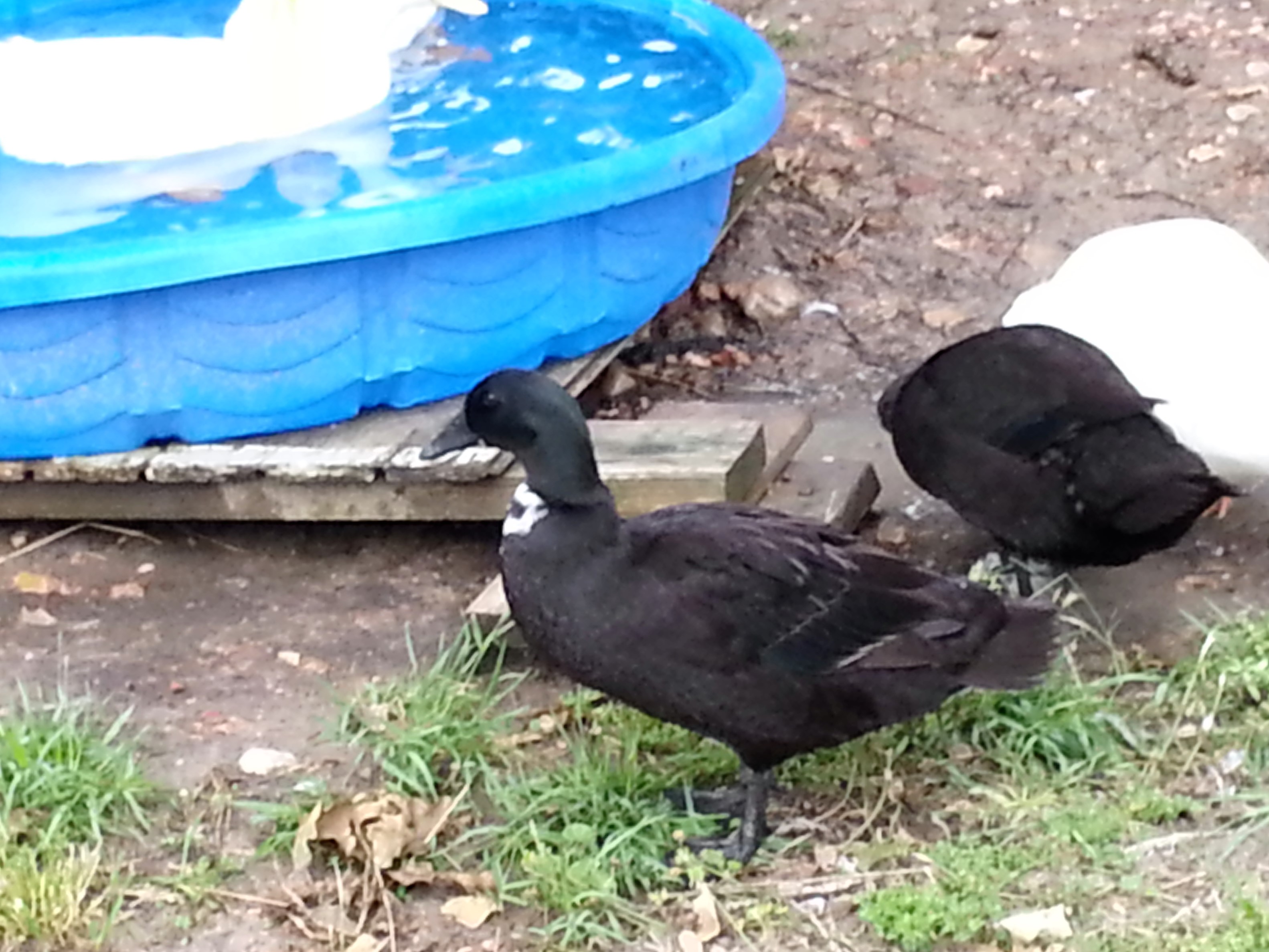 After angel wing bandaging