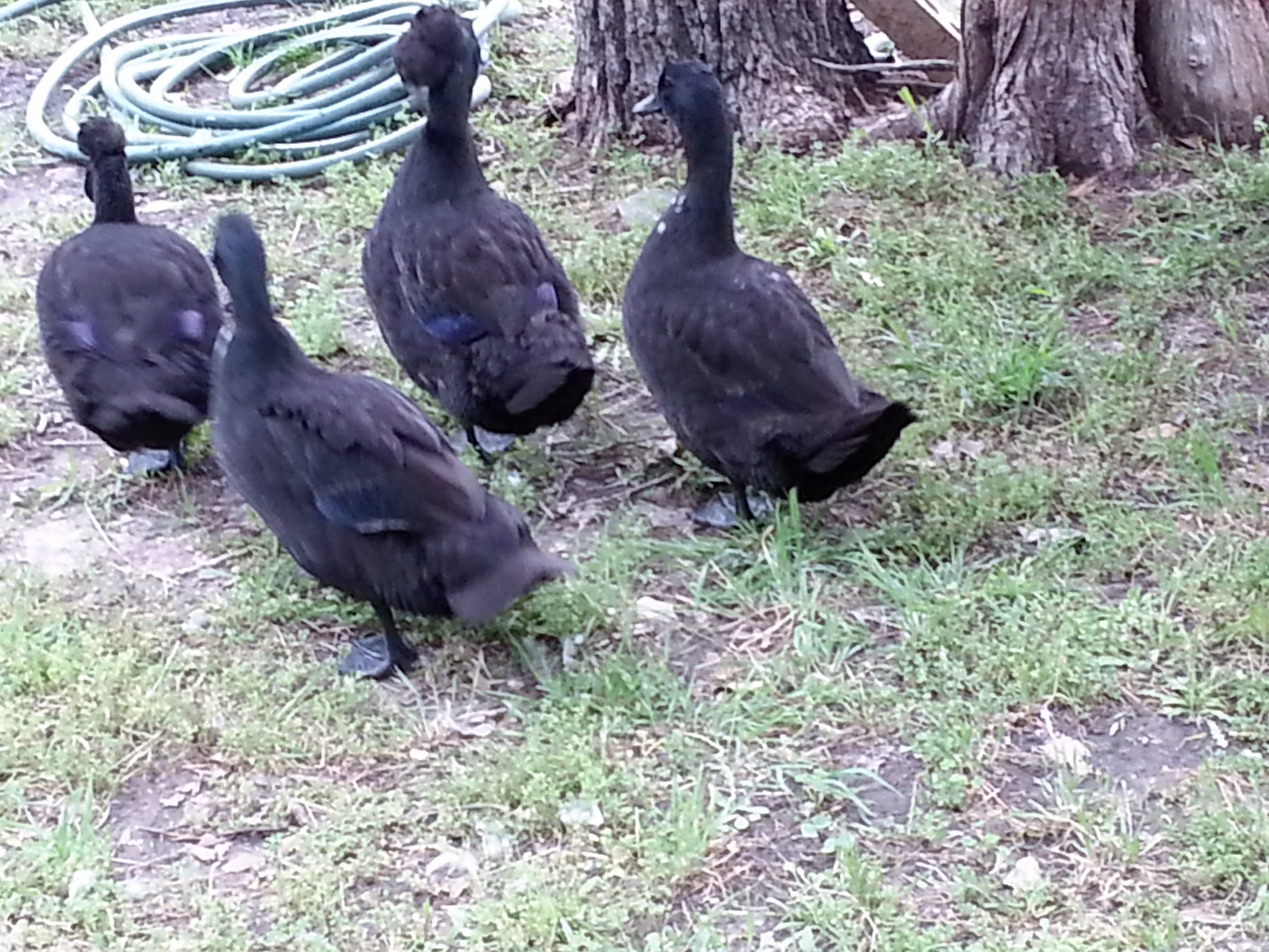 After angel wing second from the left in back