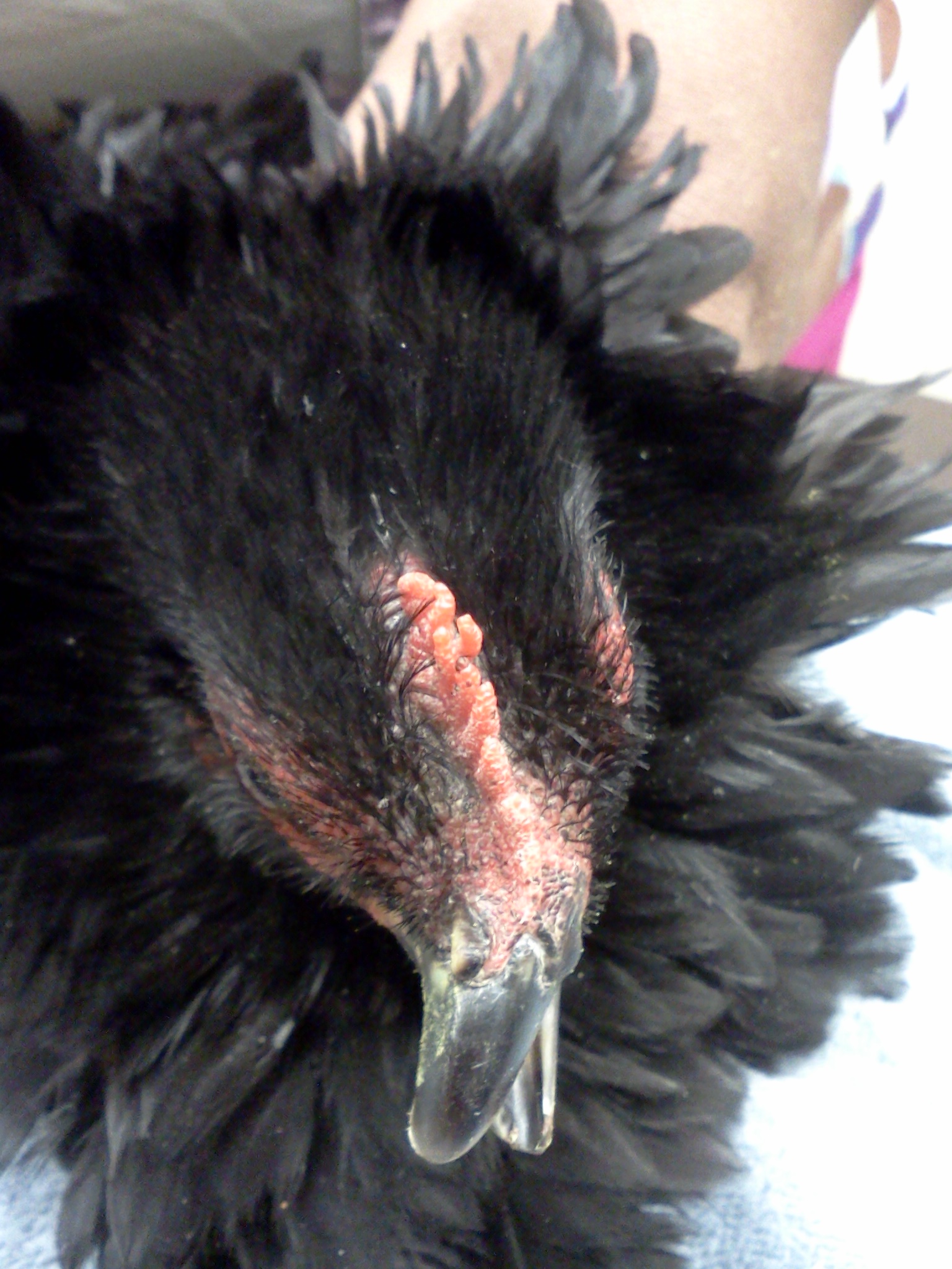 after beak trim at vet.  still needs to get shorter so the lower beak sits inside the upper, but the blood vessels need to recede first.